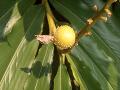 Shell Ginger / Alpinia zerumbet 